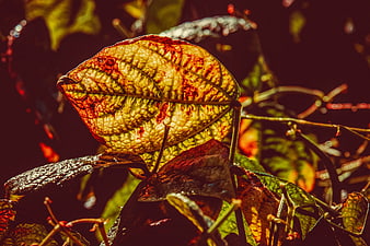 Backlit Autumn Bean Leaf Closeup with Intricate Veins