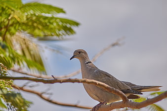Collared Dove Perched on Tree Branch Against Sky