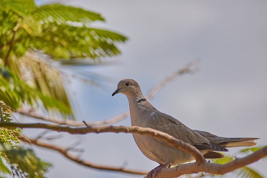 Collared Dove Perched on Tree Branch Against Sky