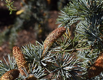 Close-up of blue spruce branches with young brown cones