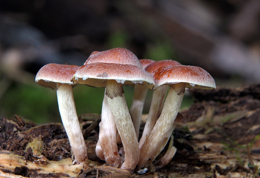 Cluster of Wild Mushrooms Growing on Forest Log