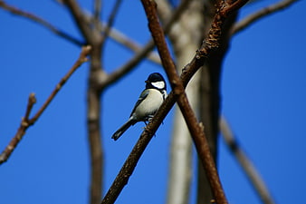 Great Tit bird perched on a branch against blue sky