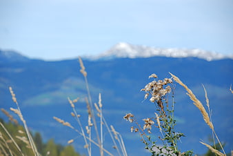 Dried wildflowers and grasses with blurred mountain background