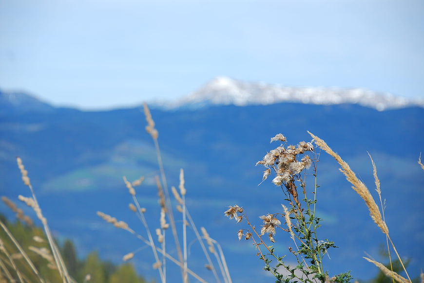 Dried wildflowers and grasses with blurred mountain background