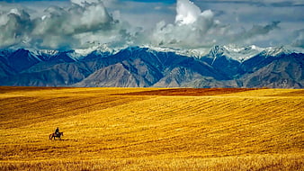 Lone Rider on Horseback in Golden Field with Snowy Mountains