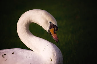 Close-up of a white swan with elegant curved neck
