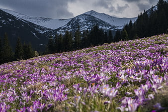 Purple Crocuses Blooming on Mountain Slope with Snowy Peaks