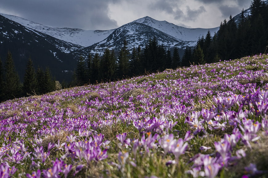 Purple Crocuses Blooming on Mountain Slope with Snowy Peaks