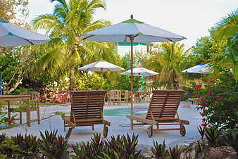 Tropical Poolside Lounge Chairs with Palm Trees