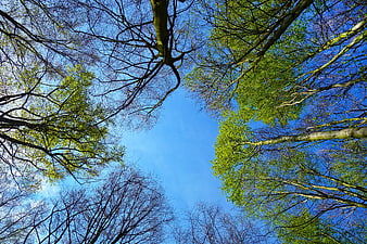 Low angle view of spring forest canopy against blue sky