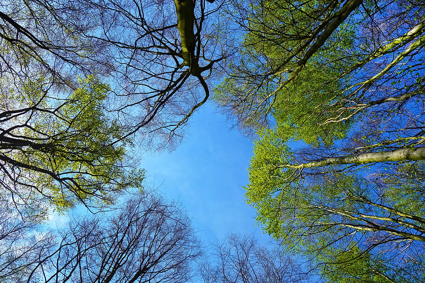 Low angle view of spring forest canopy against blue sky