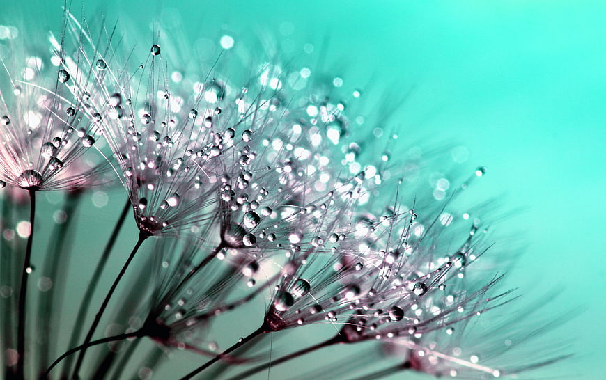 Macro Dandelion Seeds with Water Droplets on Teal Background