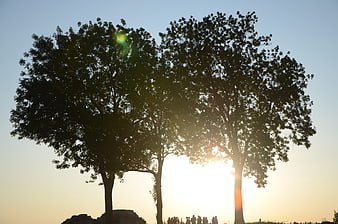 Silhouetted Trees Against Golden Sunset Sky with People