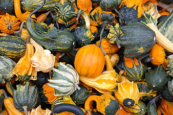 Colorful assortment of ornamental gourds and pumpkins