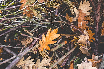 Autumn Oak Leaves and Twigs on Forest Floor