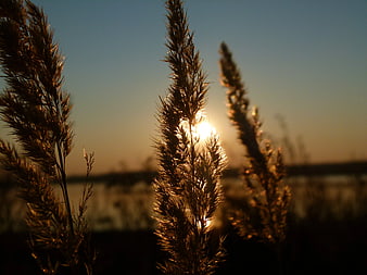 Golden Backlit Grass Silhouettes at Sunset