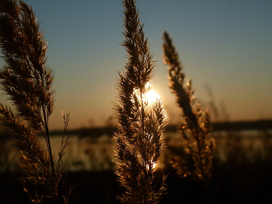 Golden Backlit Grass Silhouettes at Sunset