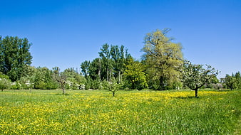 Sunny spring meadow with yellow flowers and green trees