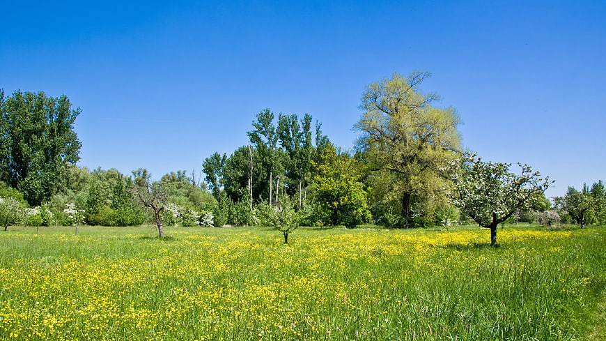Sunny spring meadow with yellow flowers and green trees