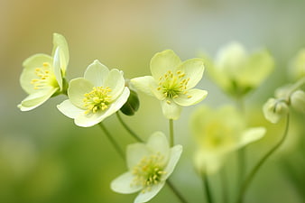 Delicate Pale Yellow Wildflowers with Soft Green Bokeh Background