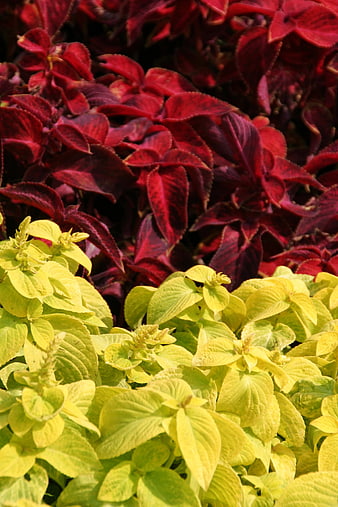 Vibrant Red and Yellow Coleus Leaves Close-Up