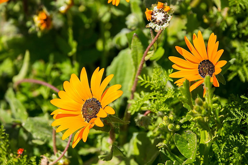 Vibrant Orange African Daisies in Green Garden