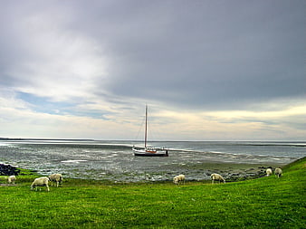 Sailboat stranded on mudflats with grazing sheep on Texel island