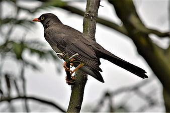 Orange-billed Blackbird perched on a tree branch