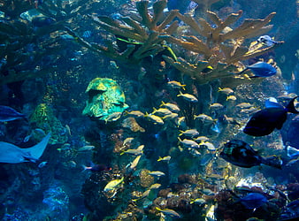 Vibrant School of Fish Swimming in Coral Reef Aquarium