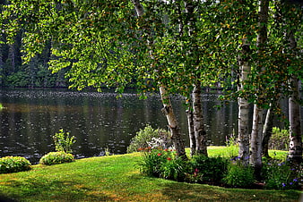 Serene Lake Landscape with Birch Trees and Green Grass