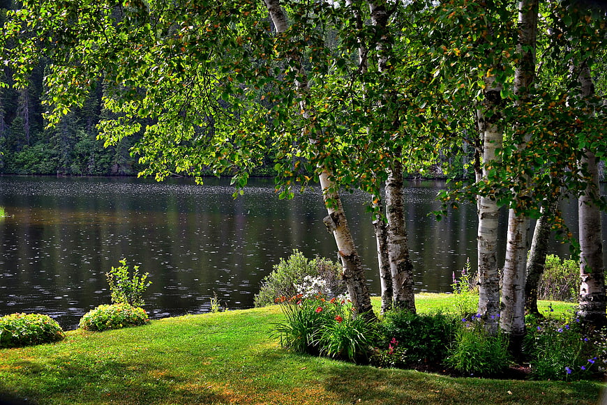 Serene Lake Landscape with Birch Trees and Green Grass