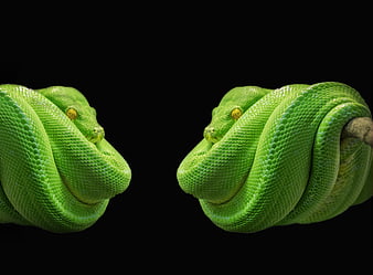 Two Green Tree Pythons Facing Each Other on Black Background