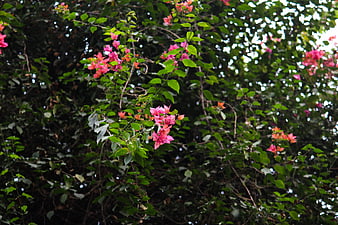 Pink Bougainvillea Flowers Blooming on Green Vine