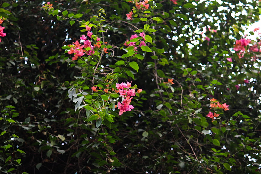 Pink Bougainvillea Flowers Blooming on Green Vine