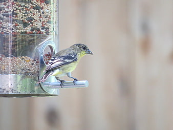 Small yellow bird perched on a seed feeder
