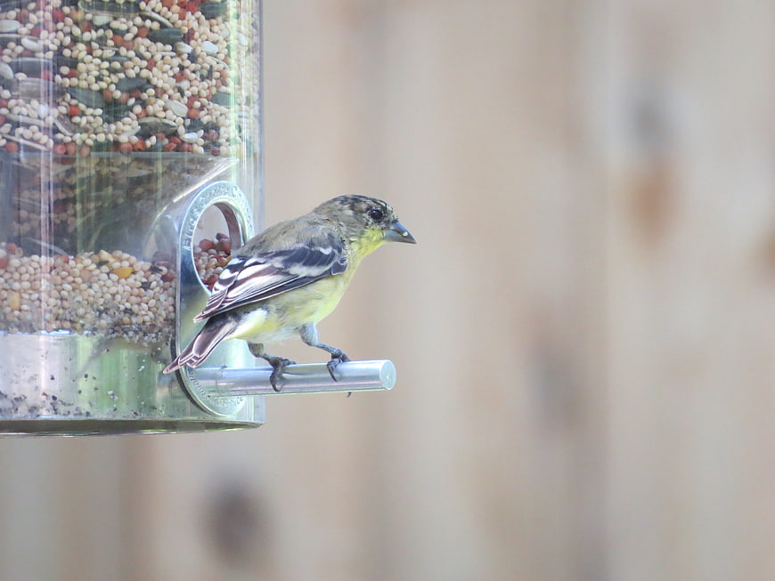 Small yellow bird perched on a seed feeder