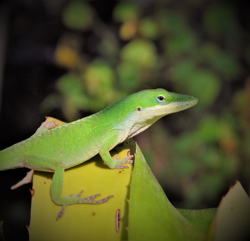 Green Anole Lizard on Agave Plant Leaf