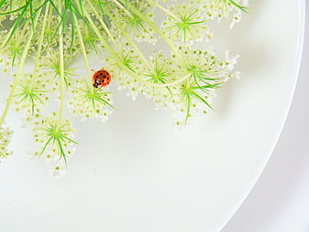 Red Ladybug on White Queen Anne's Lace Flowers
