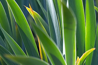 Close-up of vibrant green leaves with sunlight