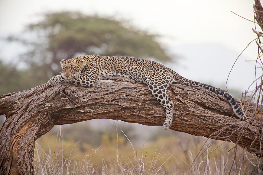 Leopard resting on tree branch in African savanna