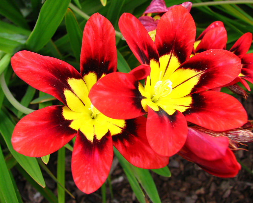 Vibrant Red and Yellow Freesia Flowers Close-Up