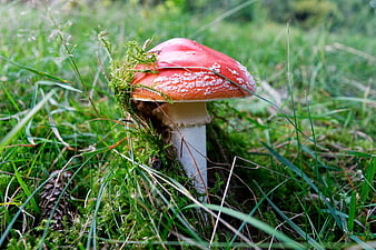 Red Fly Agaric Mushroom in Mossy Forest Grass