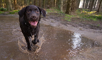 Happy Chocolate Labrador Retriever Running Through Muddy Puddle in Forest