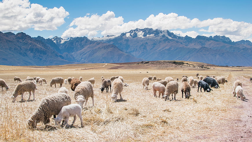 Flock of sheep grazing in a mountain pasture
