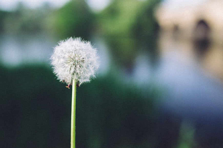 Close-up of a white dandelion seed head against blurred background