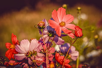 Vibrant pink and red cosmos flowers blooming in a sunlit garden