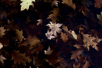 Dark moody autumn leaves background texture