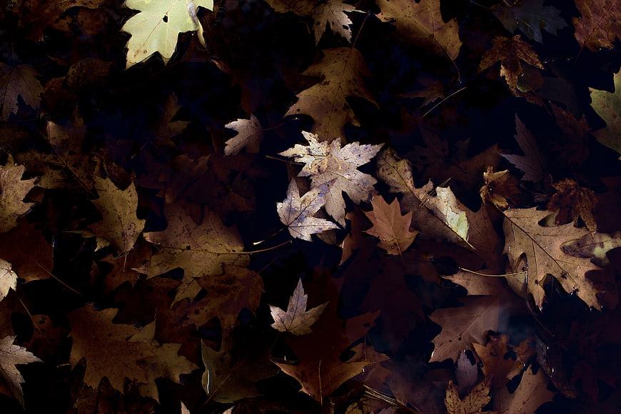 Dark moody autumn leaves background texture