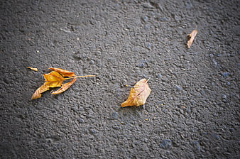 Fallen yellow autumn leaves on dark asphalt texture