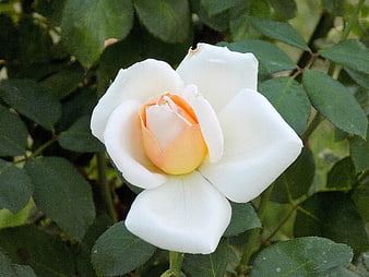 White Rose with Peach Center in Green Garden